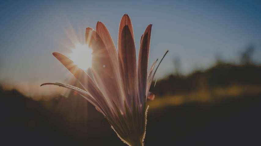 Devocional: Pois contigo está a fonte da vida; em tua luz, vemos a luz. (Salmo 36:9)